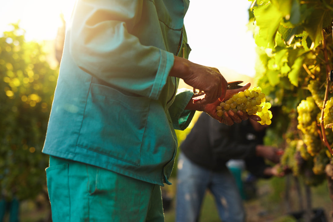 What is de-alcoholised wine? (And is it actually alcohol-free?)