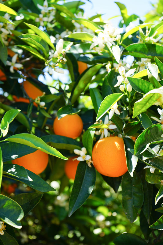 Orange blossom in drinks: a Mediterranean favourite, explained